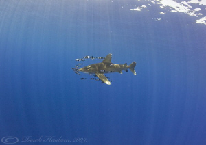 Oceanic whitetip shark. D3, 16mm. by Derek Haslam 